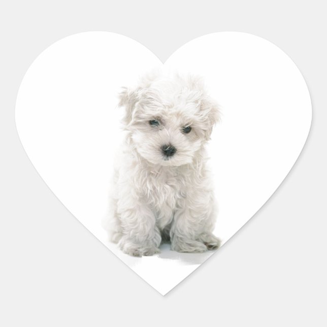 Stickers Cute Bichon Frise (Devant)