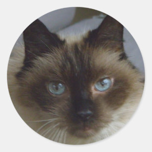 Stickers Cute Kitten