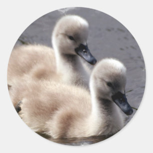 Stickers Cygne bébé