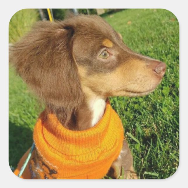 Stickers Dachshund (Devant)