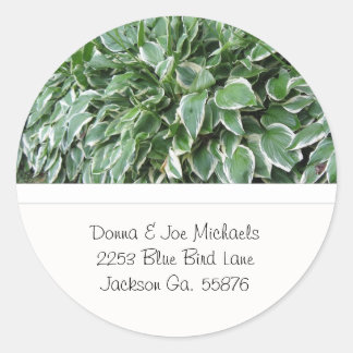 Stickers d'adresse Hosta