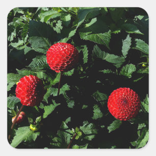 Stickers Dahlia Irish Glow #1