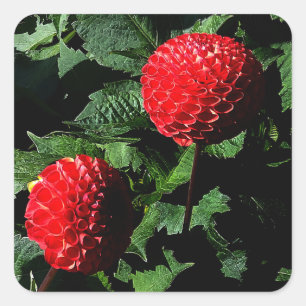 Stickers Dahlia Irish Glow #1-2