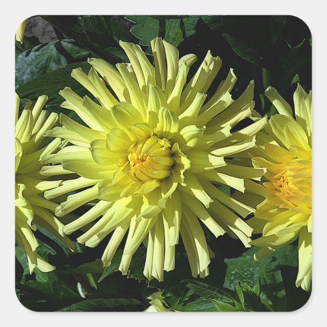 Stickers Dahlia Lakeview Llow #1-2 (Devant)