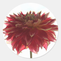 stickers dahlia rouge, orange et jaune