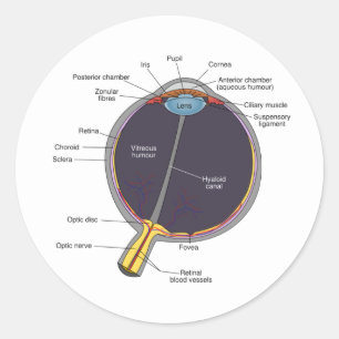 Stickers d'anatomie des yeux