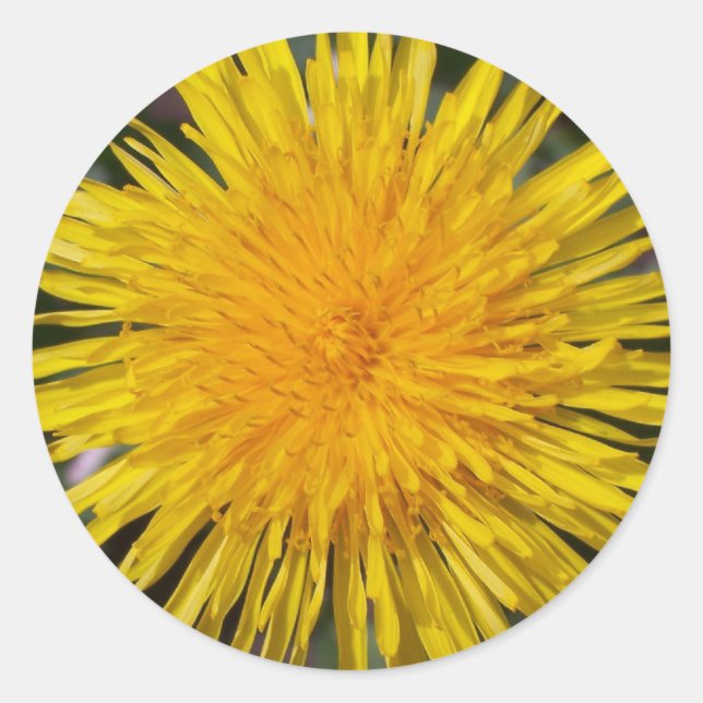 Stickers Dandelion (Devant)