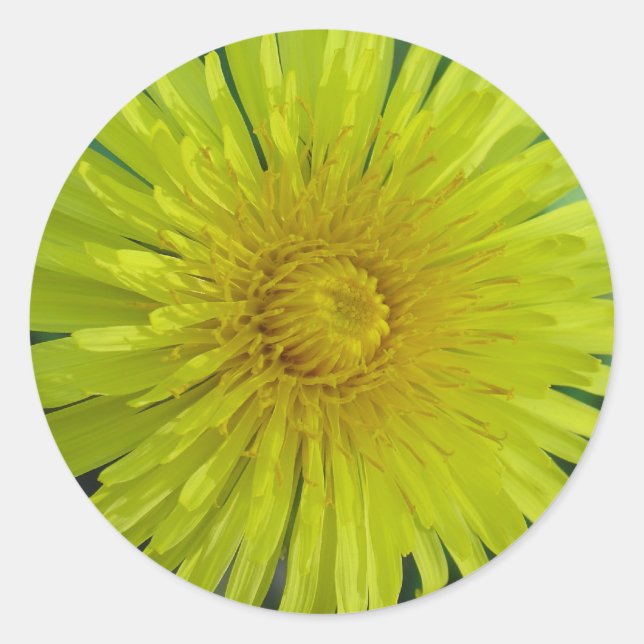 Stickers - Dandelion (Front)