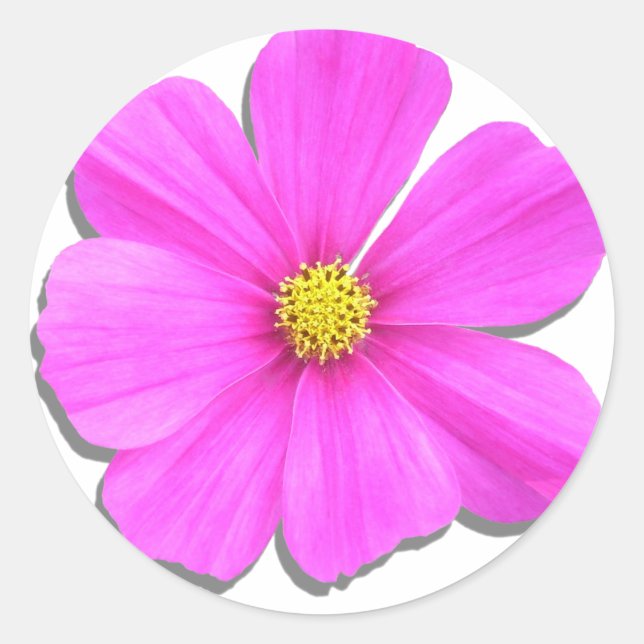 Stickers - Dark Pink Cosmos (Front)