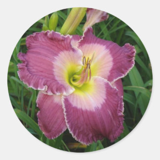 stickers Dark Pink Daylilly 1 1/2 pouces (20)