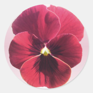 Stickers - Dark Red Pansy