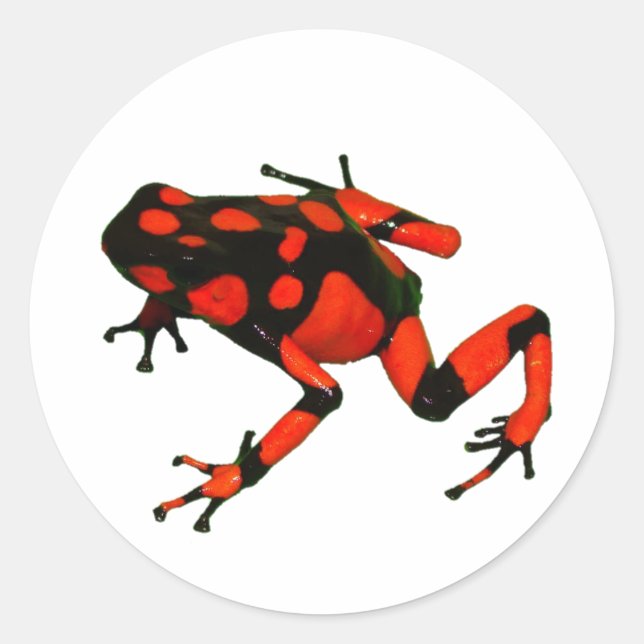 STICKERS DART FROG, STICKERS FROG (Devant)