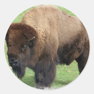 Stickers de bison nord-américains