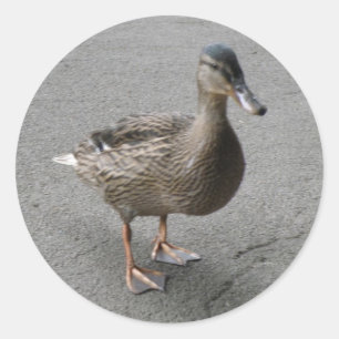 Stickers de canard en patte drôle