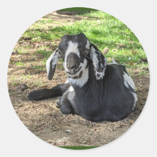 Stickers de chèvre série 6