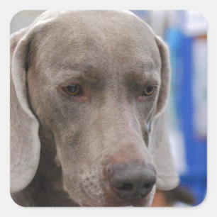 Stickers de chien doux Weimaraner