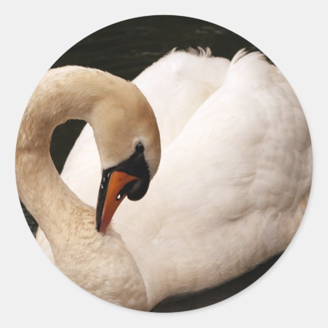 Stickers de cygne gracieux (Devant)