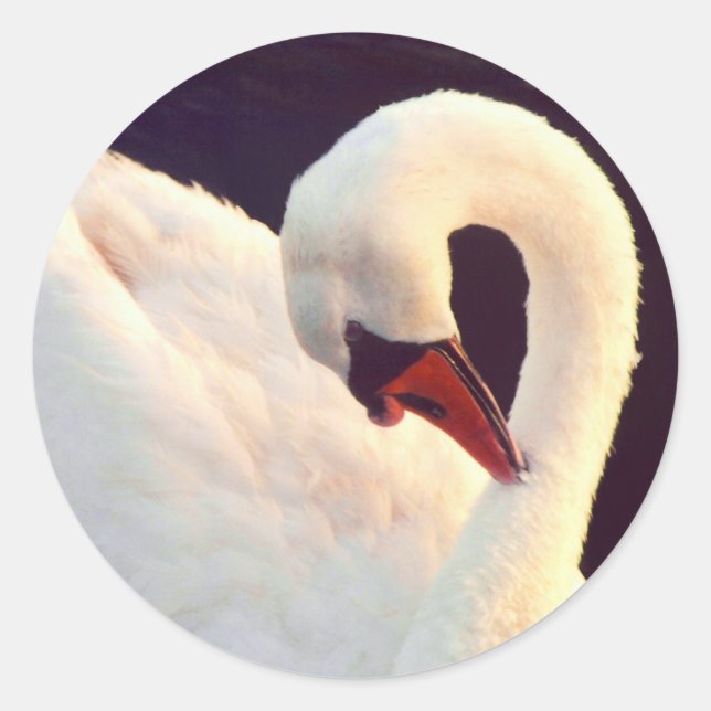 Stickers de cygne muet (Devant)