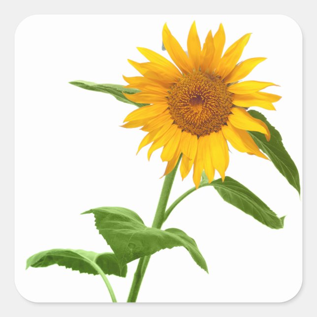 Stickers de fleurs de tournesol jaune (Devant)