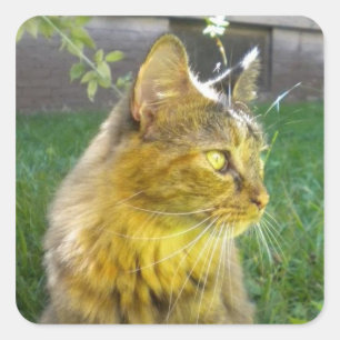 Stickers de Kitty Precious Pensive