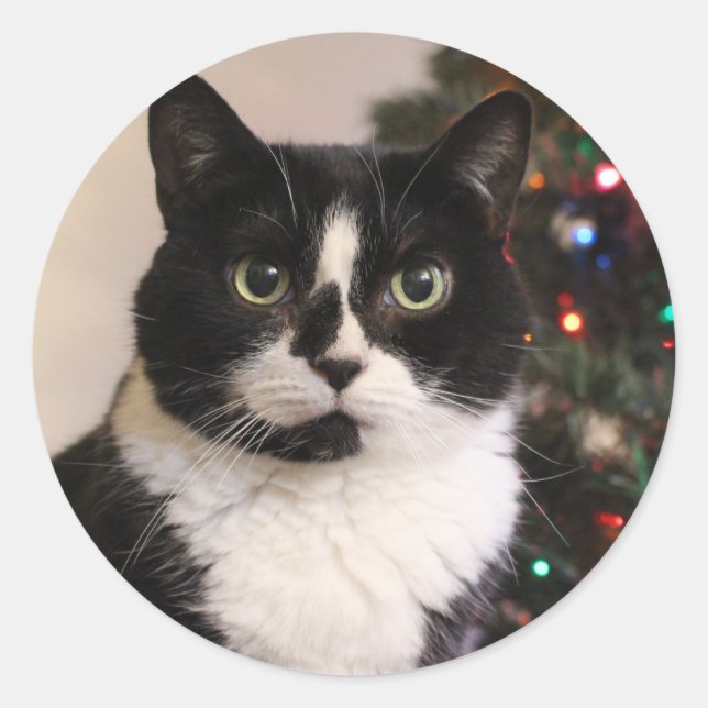 stickers de Noël Tuxedo Cat (Devant)