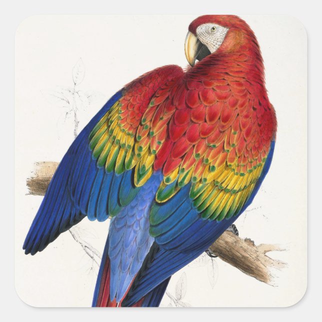 Stickers de perroquets tropicaux (Devant)