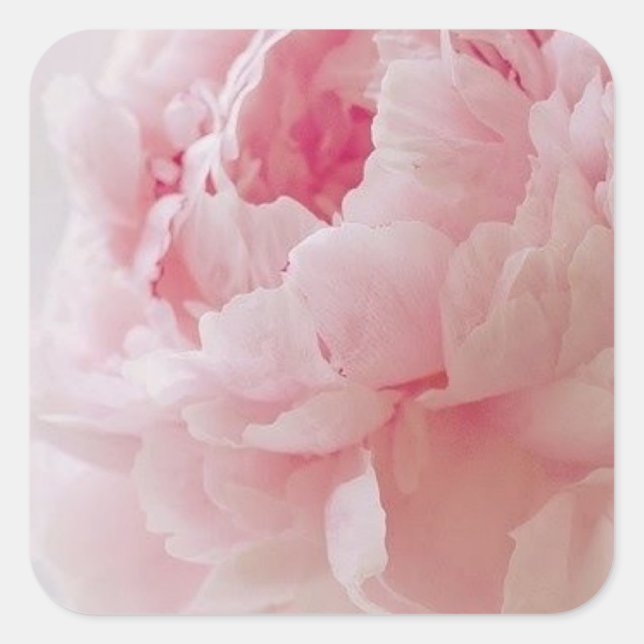 Stickers de pivoine rose délicate (Devant)