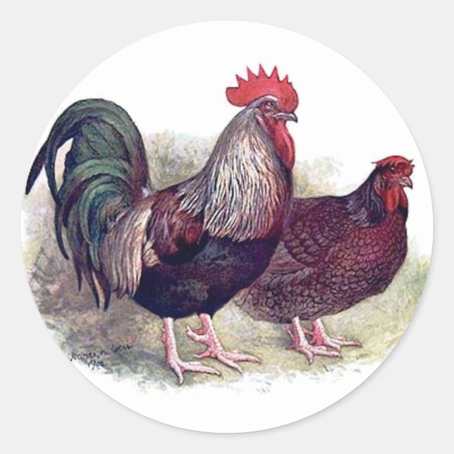 Stickers de poulet coloré (Devant)