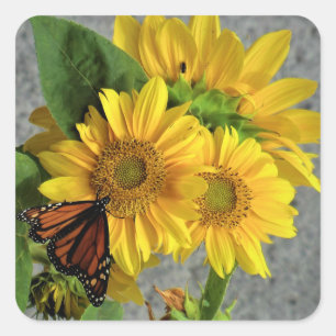 Stickers de tournesol et de monarque