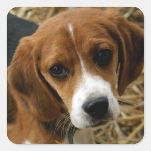 Stickers de voeux de Chien Chien Chien Beagle mign