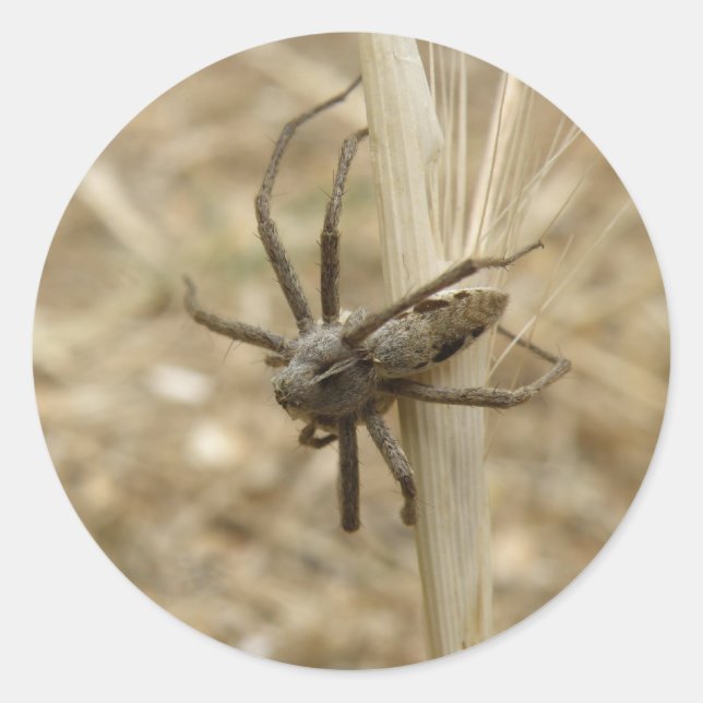 Stickers déplaisant Crawly Spider (Devant)