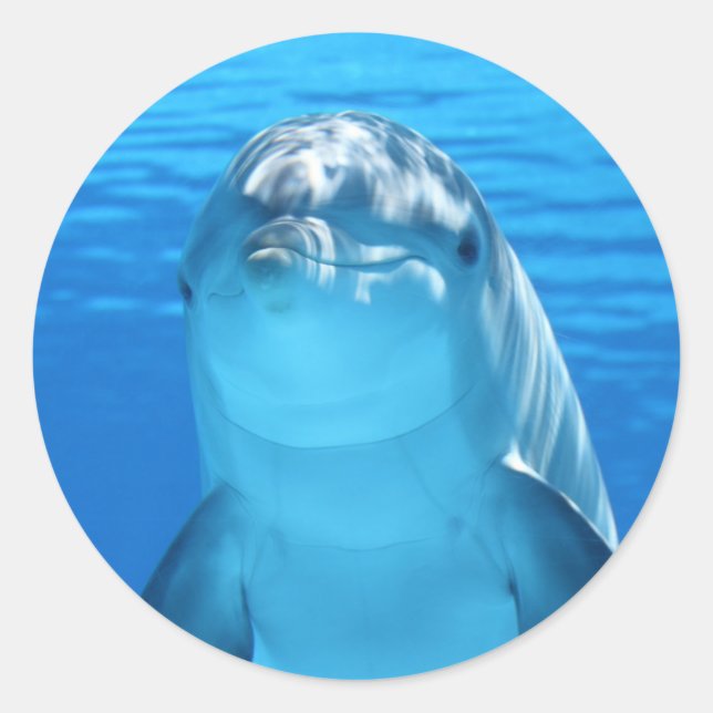 Stickers Dolphin Ocean heureux (Devant)