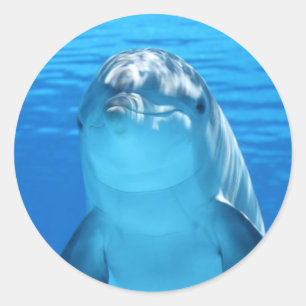Stickers Dolphin Ocean heureux