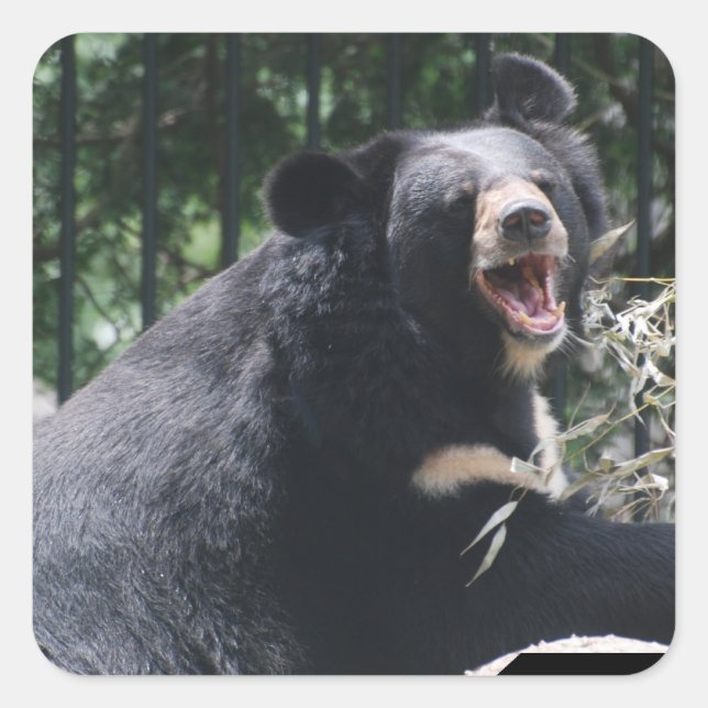 Stickers d'ours en croissance (Devant)