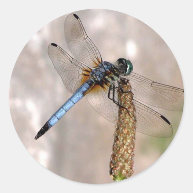 Stickers Dragonfly / Round (Devant)