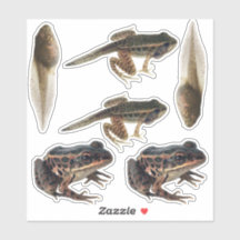 Stickers du cycle de vie de la grenouille