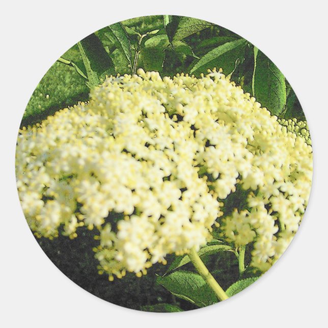 Stickers Elderberry Blooms (Devant)