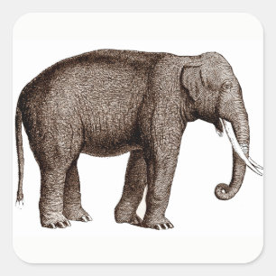 Stickers Eléphants Asiatiques