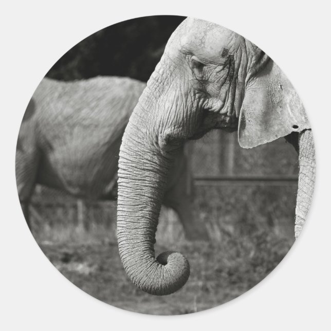 Stickers Eléphants Asiatiques (Devant)