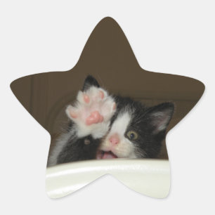 stickers étoile Hi kitten