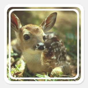 Stickers Fawn