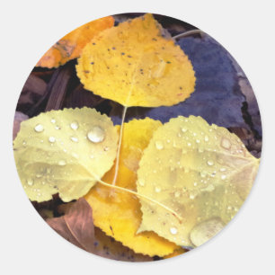 Stickers Feuille de Aspen Automne