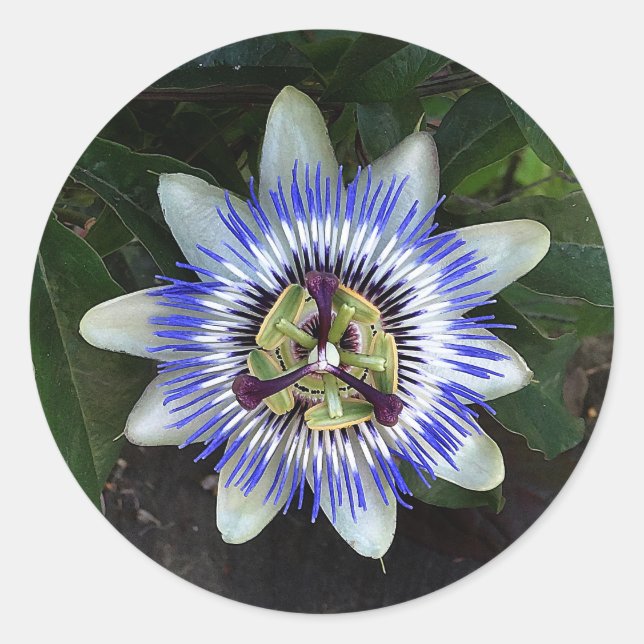 Stickers Fleur de passion #2 (Devant)