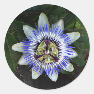 Stickers Fleur de passion #2