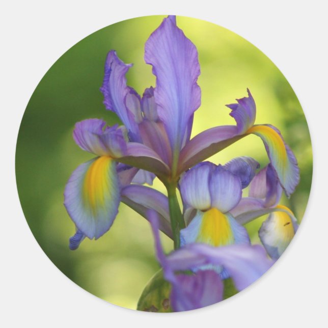 Stickers fleur Iris (Devant)