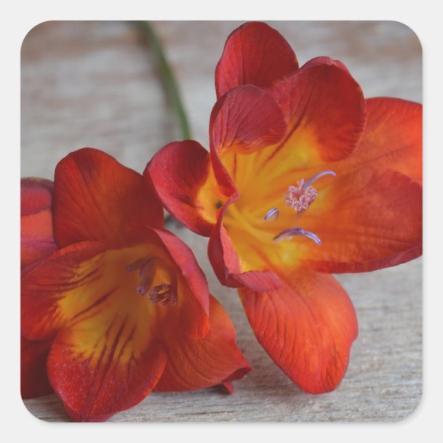 Stickers Fleur Orange Rustique Freesia (Devant)