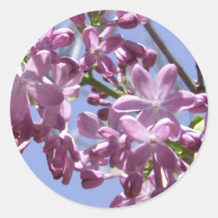 Stickers Fleurs de ressort