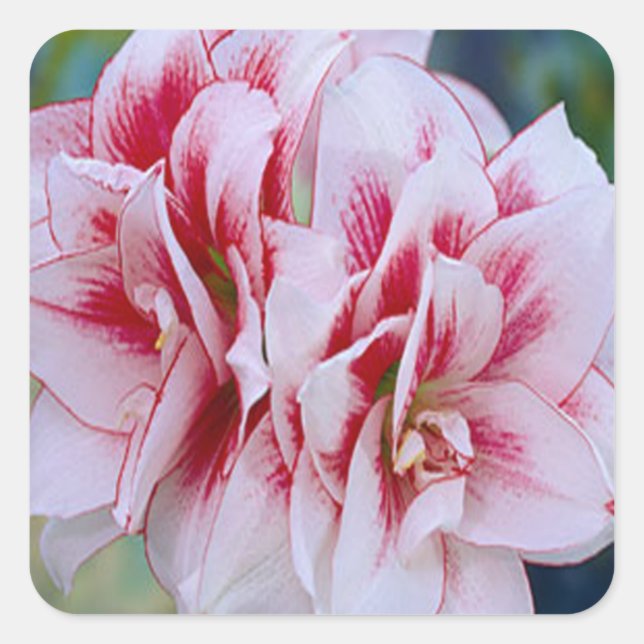 Stickers Fleurs Roses (Devant)