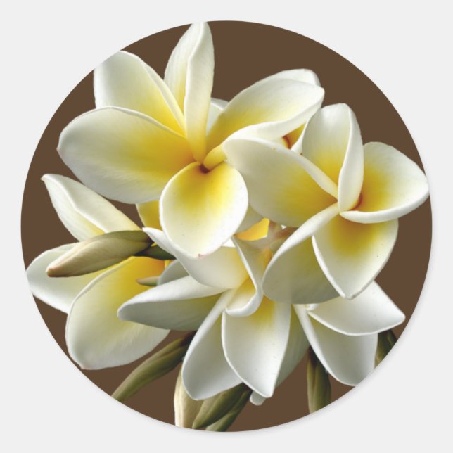 Stickers Floral Plumeria Hawaii Blanc (Devant)