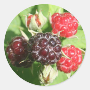 Stickers framboise